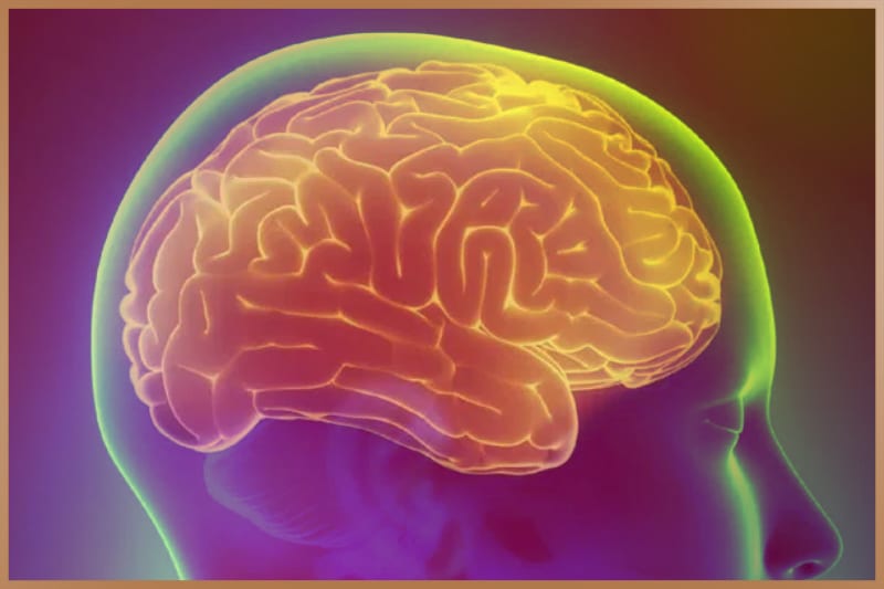 Human brain's grey matter