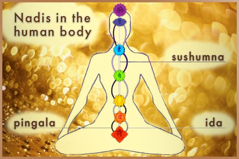 Sushumna, pingala, ida nadis and the seven chakras in the human body