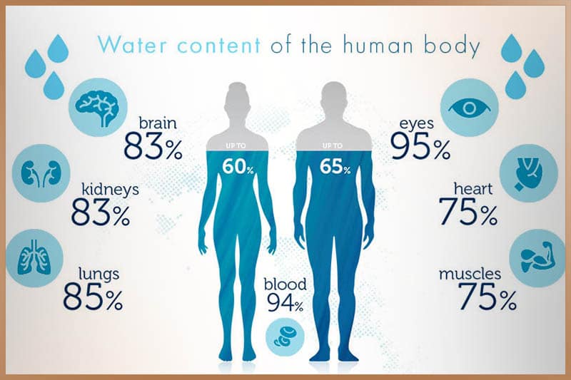 Water content of the human body