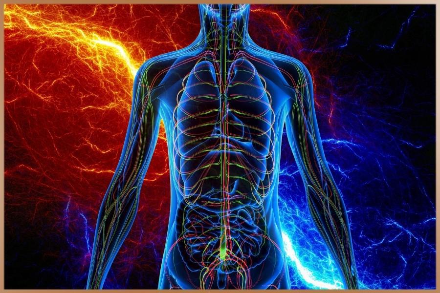 Electric waves in and around a human body